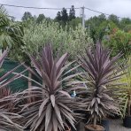 Cordyline ´PURPLE TOWER´ - veľkosť kmeňa 25-40cm, výška 140-160cm, kont. C18L (-12°C)